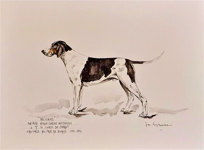 Bélisaire, chien du comte de Chabot par Jean-Pierre Boitard - Société de Vènerie